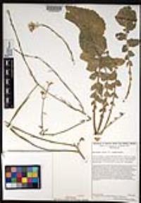 Hirschfeldia incana image