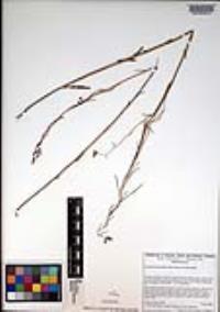 Caulanthus heterophyllus var. heterophyllus image