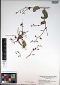 Caulanthus amplexicaulis image