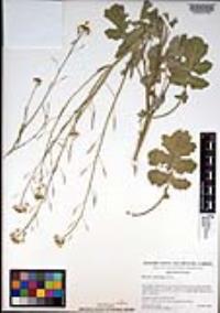 Brassica fruticulosa image