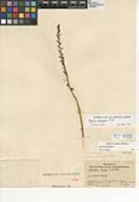 Piperia elongata image