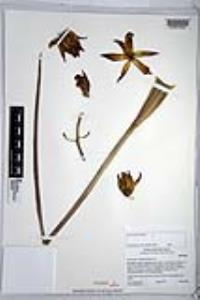 Hesperoyucca whipplei image