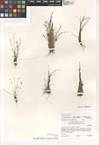 Eleocharis geniculata image