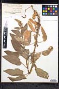 Stachys rigida image