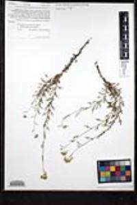 Eriophyllum confertiflorum var. confertiflorum image