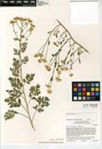 Tanacetum parthenium image