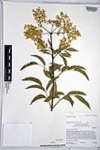 Sambucus cerulea image