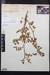 Rosa gymnocarpa image