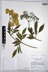 Sambucus cerulea image