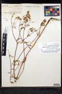 Monardella breweri var. lanceolata image