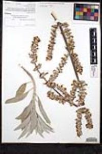 Salvia apiana image