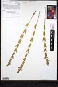 Scutellaria bolanderi subsp. austromontana image