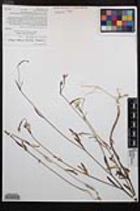 Clarkia similis image