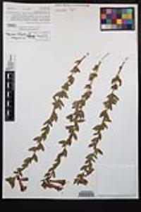 Epilobium canum subsp. latifolium image