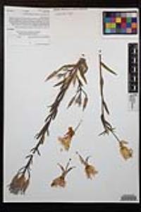 Oenothera elata subsp. hirsutissima image