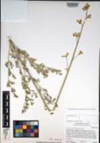Ehrendorferia chrysantha image