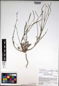 Eschscholzia minutiflora image