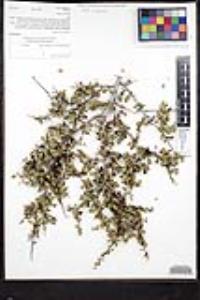 Rhamnus crocea image