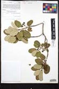 Frangula californica image