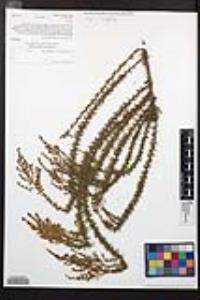 Adenostoma fasciculatum image