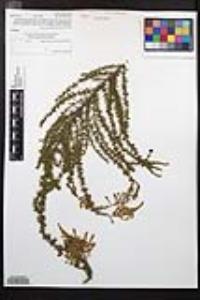 Adenostoma fasciculatum image