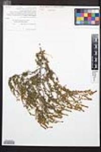 Adenostoma fasciculatum image