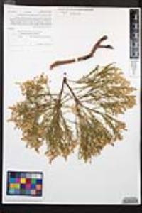 Adenostoma sparsifolium image