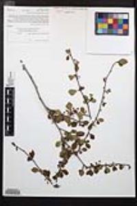 Cercocarpus minutiflorus image