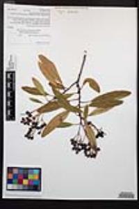 Heteromeles arbutifolia image
