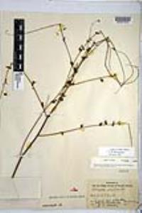 Chlorogalum parviflorum image