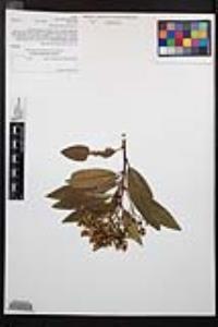 Heteromeles arbutifolia image