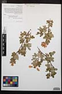 Rosa californica image