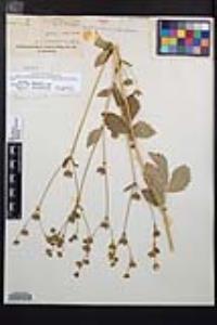Drymocallis glandulosa var. reflexa image