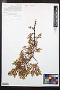Larrea tridentata image