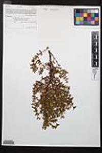 Larrea tridentata image