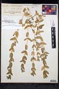 Scutellaria bolanderi subsp. austromontana image