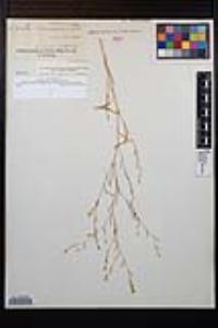 Gayophytum diffusum image