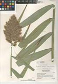 Phragmites australis subsp. australis image