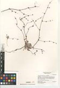 Nemacaulis denudata image