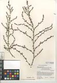 Salsola australis image