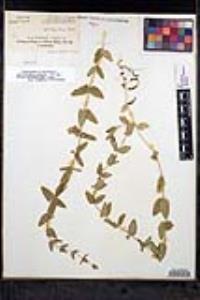 Scutellaria bolanderi subsp. austromontana image
