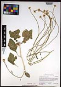 Hirschfeldia incana image