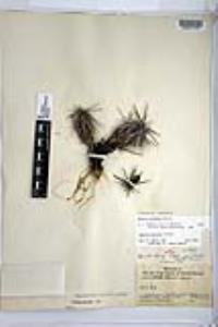 Corynopuntia parishii image