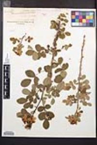 Rosa californica image