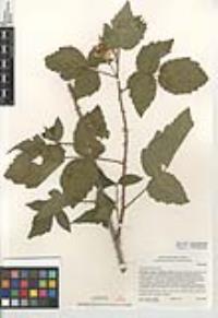 Rubus pensilvanicus image