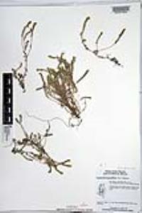 Johnstonella angustifolia image