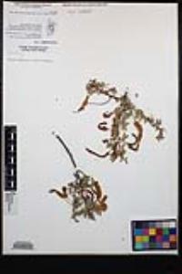 Senegalia greggii image