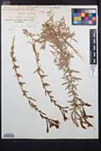 Epilobium canum image