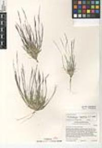 Muhlenbergia appressa image