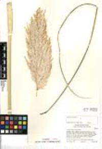 Cortaderia jubata image